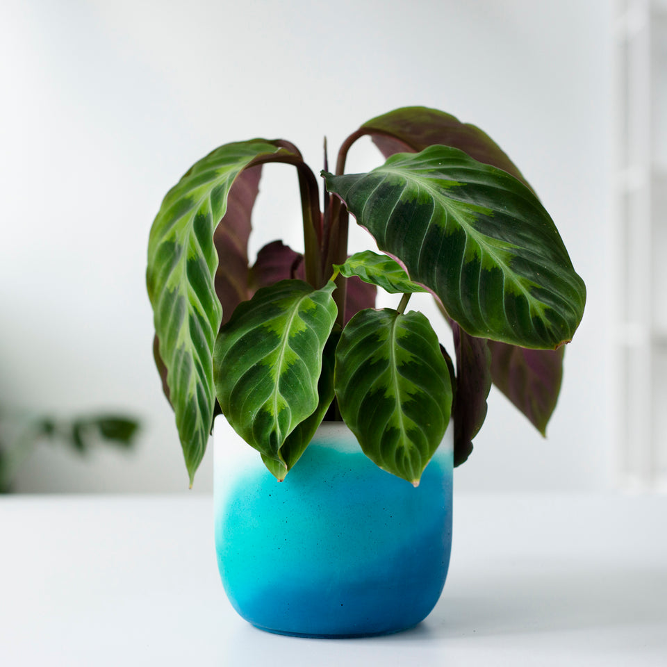 Turquoise and blue plant pot with calathea leopardina plant. Calathea leopardina has velvety green leaves with maroon undersides. 